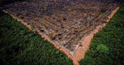 Dia da Amazônia: Maranhão já perdeu 80% da floresta por devastação