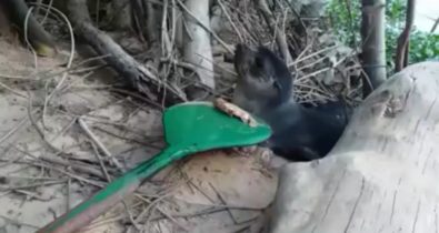 Leão-marinho continua perdido no município de Arari