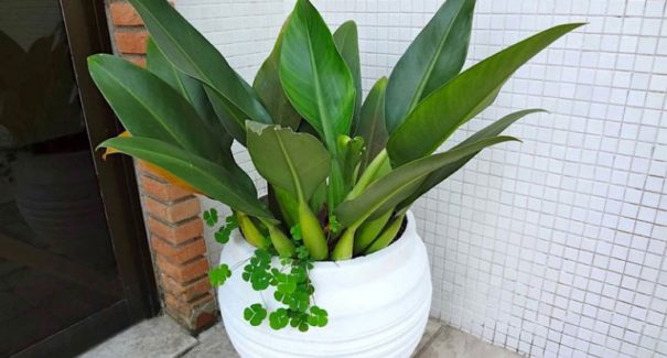 4 plantas de sombra para ter dentro de casa