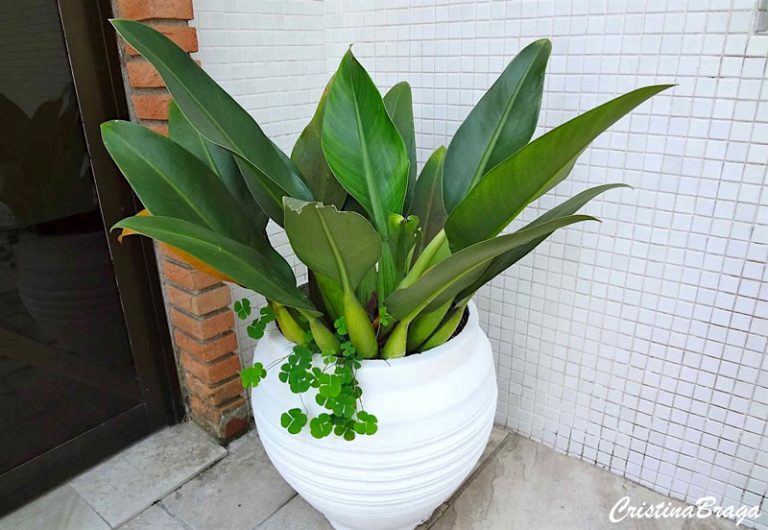 4 plantas de sombra para ter dentro de casa