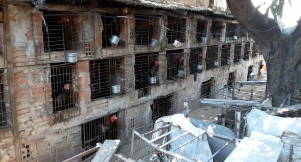 Polícia encontra rinha de galos com 126 animais de briga em Timon
