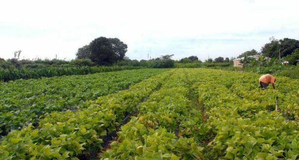 Sagrima divulga lista de lojas credenciadas para o programa Tempo de Semear