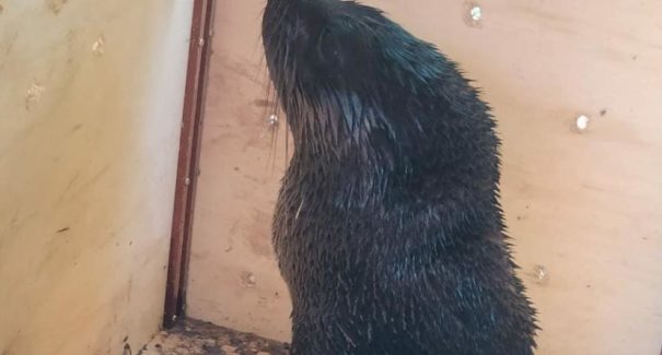 Leão-Marinho é resgatado em Vitória do Mearim