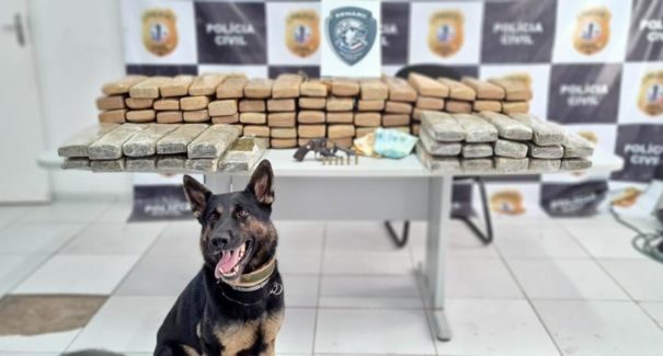Preso casal de traficantes com 100kg de maconha em Miranda do Norte