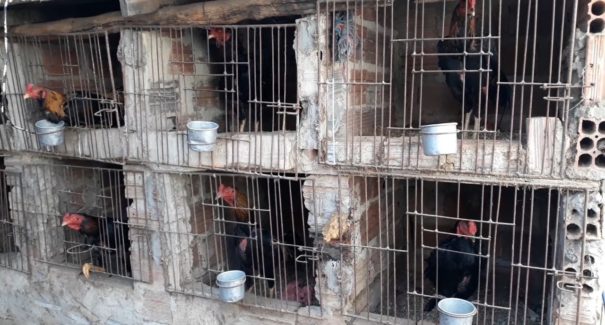 Polícia Civil localiza rinha de galos em Timon