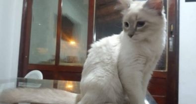 Primeiro caso de covid-19 em gato é registrado no Brasil