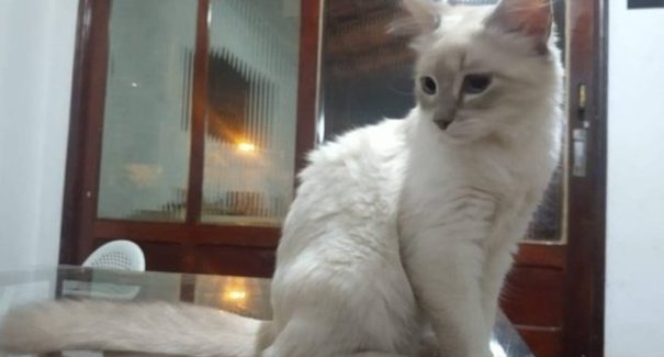Primeiro caso de covid-19 em gato é registrado no Brasil
