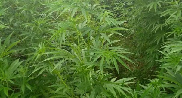 Mais de 10 mil pés de maconha são queimados