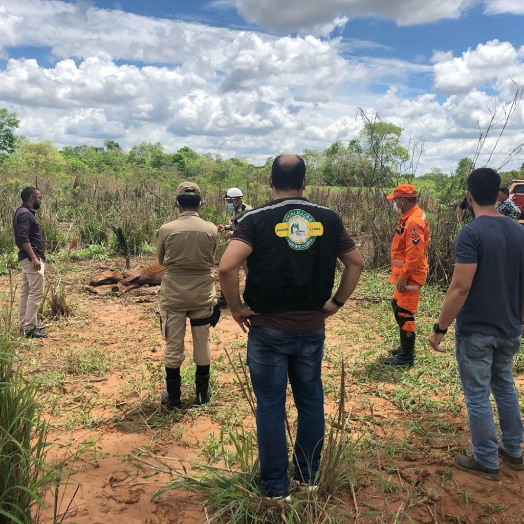 Cavalo morre após ser abandonado