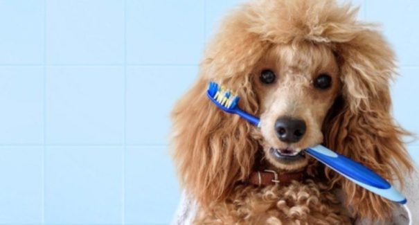 Cachorros precisam de cuidados com a saúde bucal
