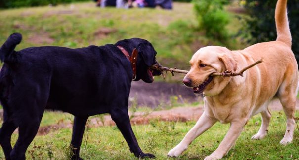 Descubra qual animal de estimação mais combina com você!