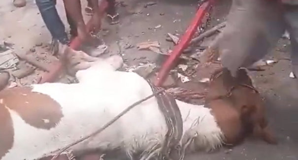 Cavalo passa mais de dez minutos desmaiado