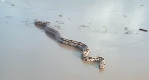 Cobra é resgatada pelo Corpo de Bombeiros na praia São Marcos