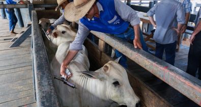 Produtores devem vacinar rebanhos contra febre aftosa até a segunda-feira (30)