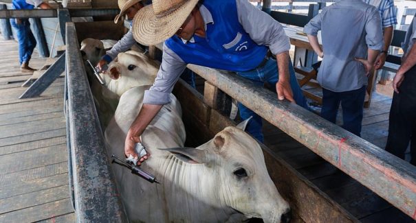 Produtores devem vacinar rebanhos contra febre aftosa até a segunda-feira (30)
