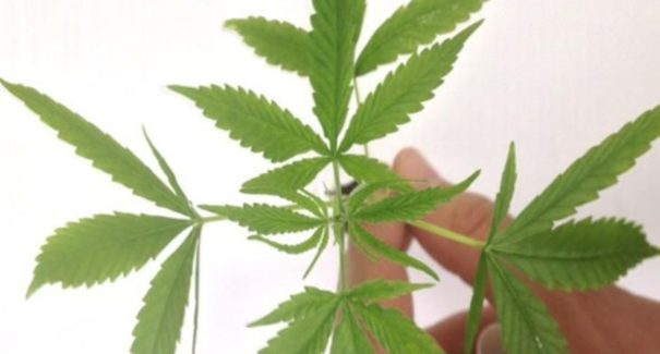 Nova Jersey e Arizona aprovam legalização de maconha para recreação