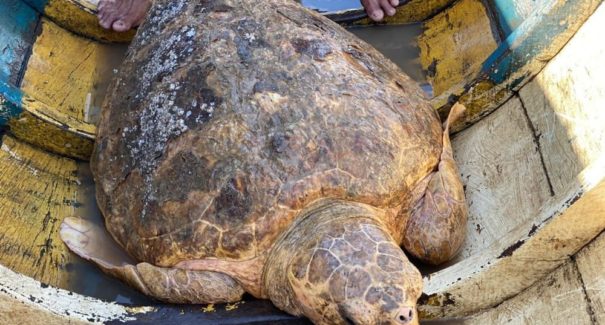 Vídeo: Tartaruga é encontrada no município de Viana
