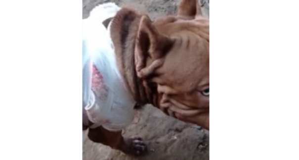Homem é preso após dar golpe de facão contra cachorro