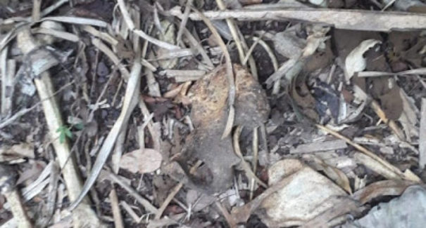 Ossada humana é encontrada em Santa Rita