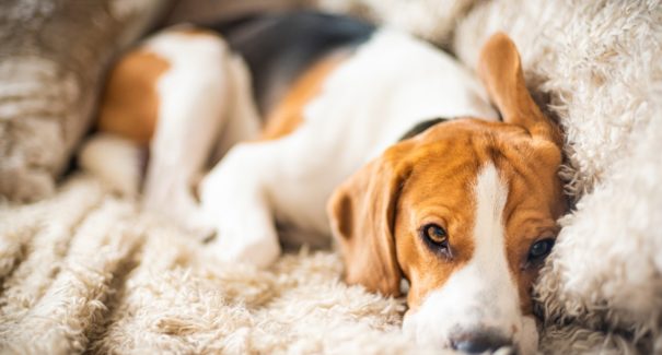 Saiba como acalmar seu cachorro com medo de fogos de artifício