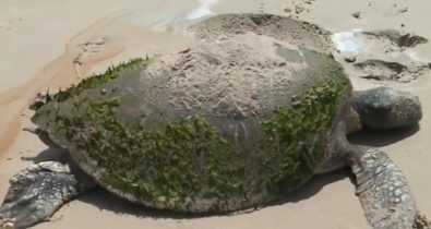 Cinco tartarugas encalhadas em 3 dias nas praias de São Luís