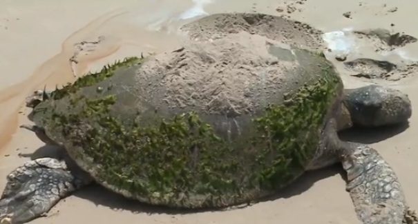 Cinco tartarugas encalhadas em 3 dias nas praias de São Luís