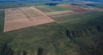 Desmatamento aumenta 40% no cerrado maranhense