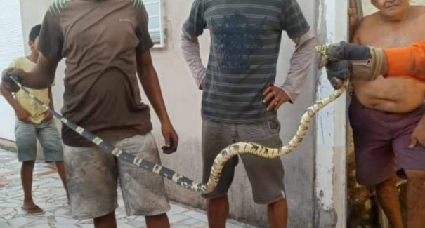 Cobra é resgatada pelos bombeiros em Chapadinha