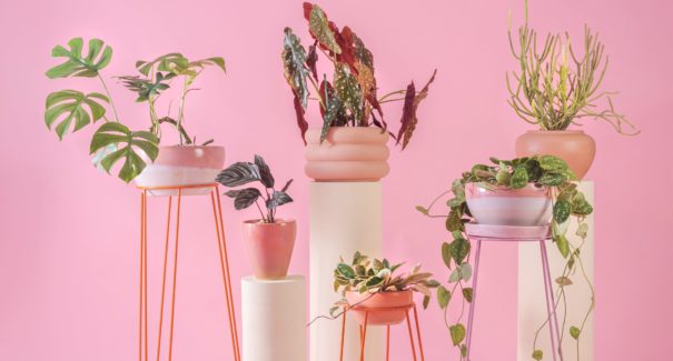 Cultivar plantas em casa atua como exercício de saúde mental e autocuidado