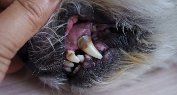 Saiba como se livrar do mau hálito canino