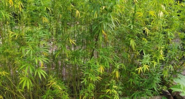 Roça de maconha é destruída pela polícia no rio Pindaré