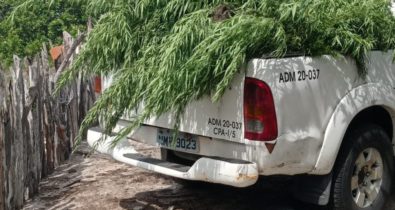 140 pés de maconha são apreendidos em povoado de Santo Amaro