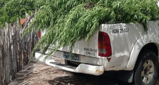 140 pés de maconha são apreendidos em povoado de Santo Amaro