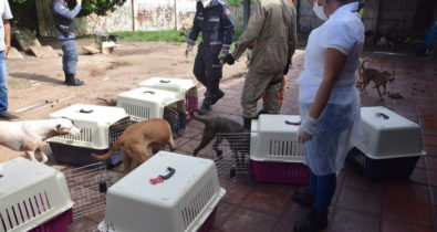 Vizinhos reclamam e justiça determina retirada de 100 cães da casa de idosa