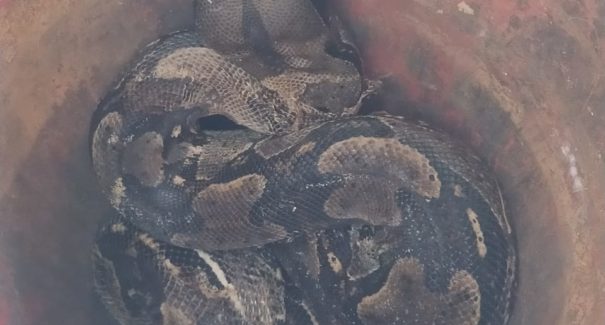Jiboia é encontrada dentro de uma casa no Olho d’Água
