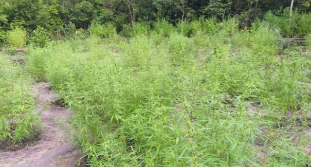 Polícia encontra plantação de 2.000 pés de maconha em Urbano Santos