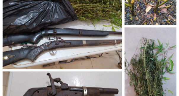 Plantação de maconha é localizada em residência em Itapecuru-Mirim