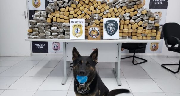 200 kg de maconha são apreendidos na BR-135 em Miranda do Norte