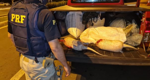 Dupla é flagrada transportando tatus mortos pela BR-316