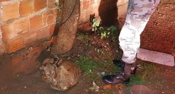Maus-tratos de animais crescem na pandemia