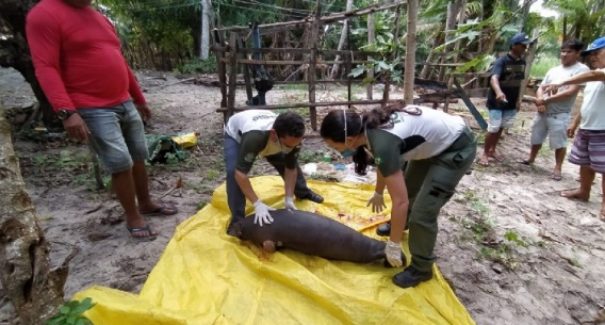Peixes-bois são encontrados mortos em Humberto de Campos e Guimarães