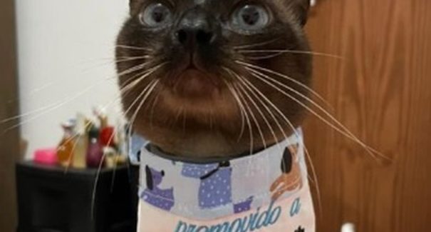Caso do “sequestro” do gato Gilberto viraliza nas redes sociais em São Luís