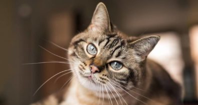 Confira 5 benefícios da castração em gatos