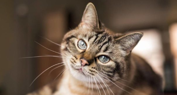Confira 5 benefícios da castração em gatos