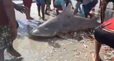 Tubarões do Maranhão em perigo