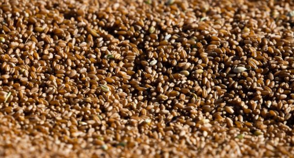 Agropecuária lidera crescimento econômico e responde por quase um terço da alta do PIB em 2025