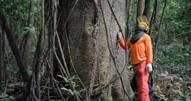 Governo estuda concessão de cinco áreas florestais no Amazonas