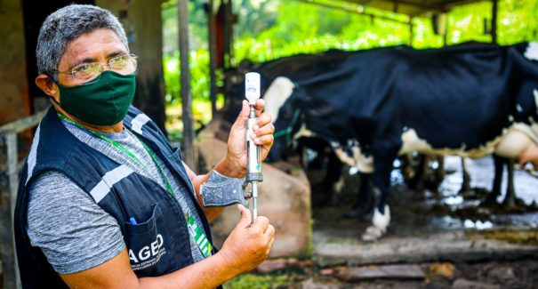 Prorrogada a campanha de vacinação contra febre aftosa