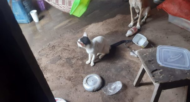 Idosa de 104 anos é resgatada em situação de abandono e maus-tratos