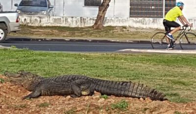 Milico Ponderão: SIGNIFICADO DE JACARÉ NA ARTILHARIA